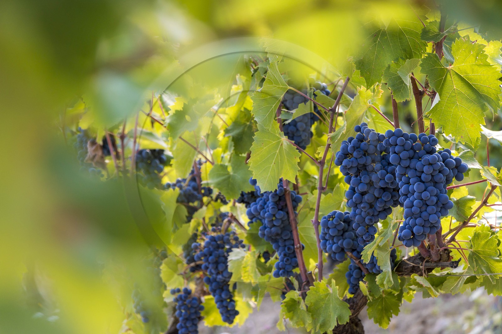 Vignoble de Saint-Jeannet, propriétaire récoltant Denis Rasse