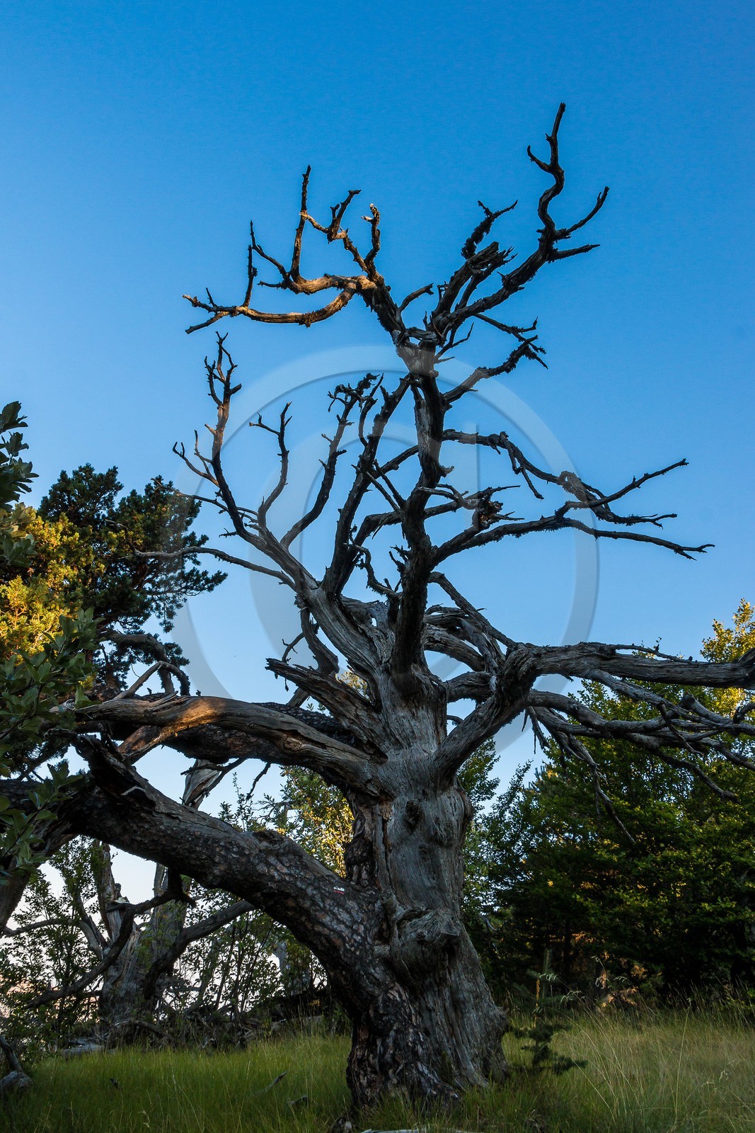 Les Monges, forêt domaniale des Monges