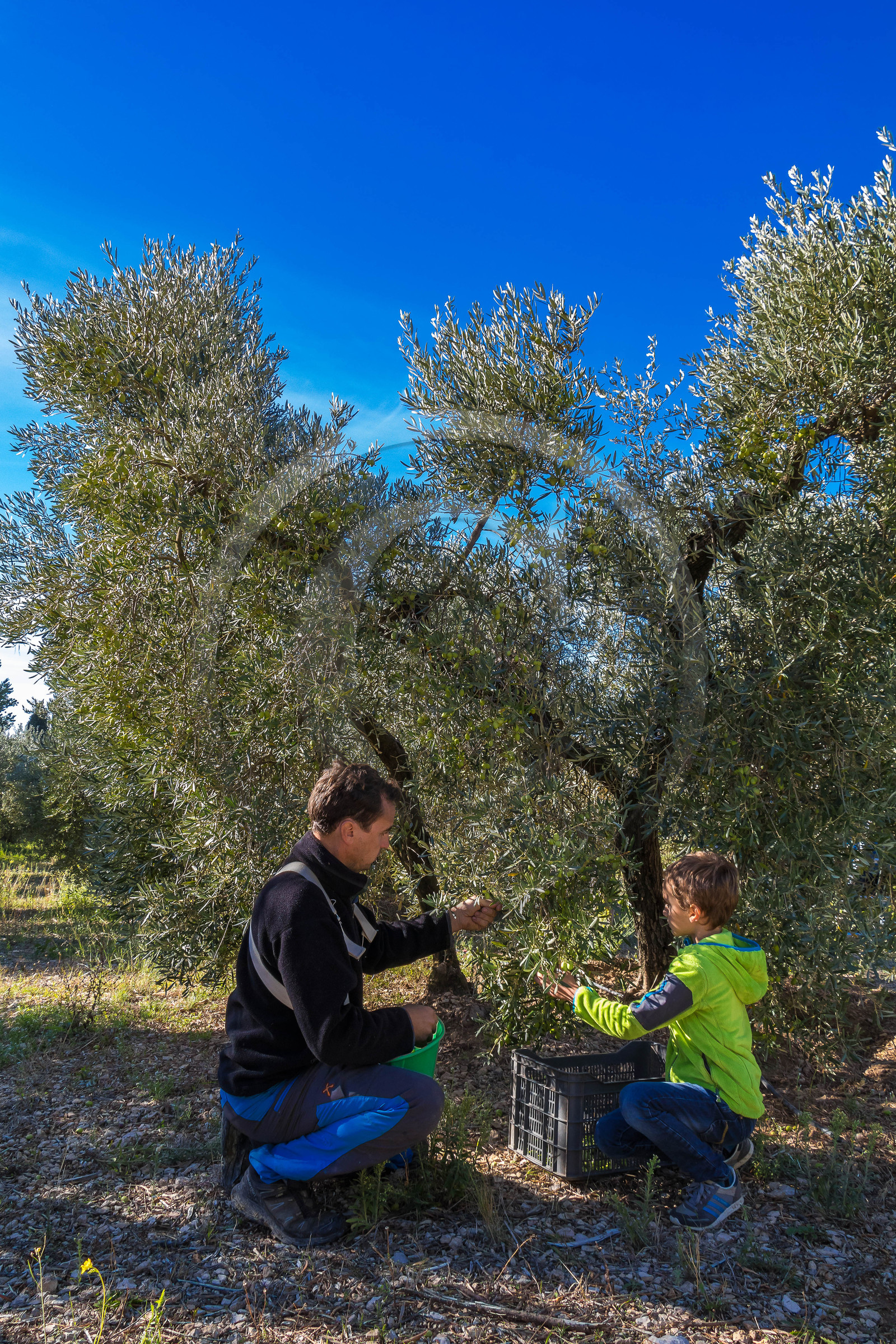 Le verger des Baux, Olivier Roman