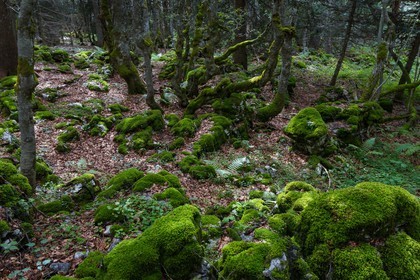 ENS de l'Isère, Plateau de la Molière et du Sornin