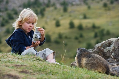 Marmotte des Alpes ( Marmota marmota )