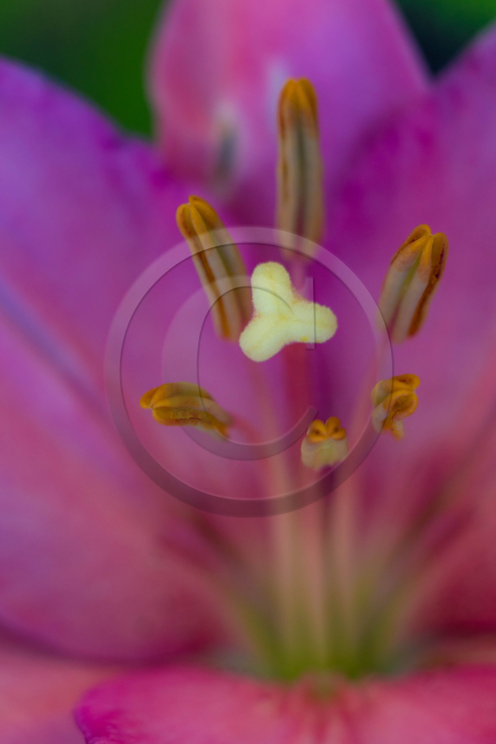 Jardin des Cinq Sens