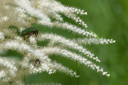 Barbe de bouc, Aruncus dioicus