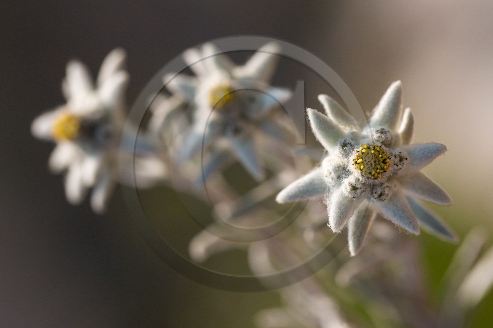 Edelweiss, Leontopodium alpinum