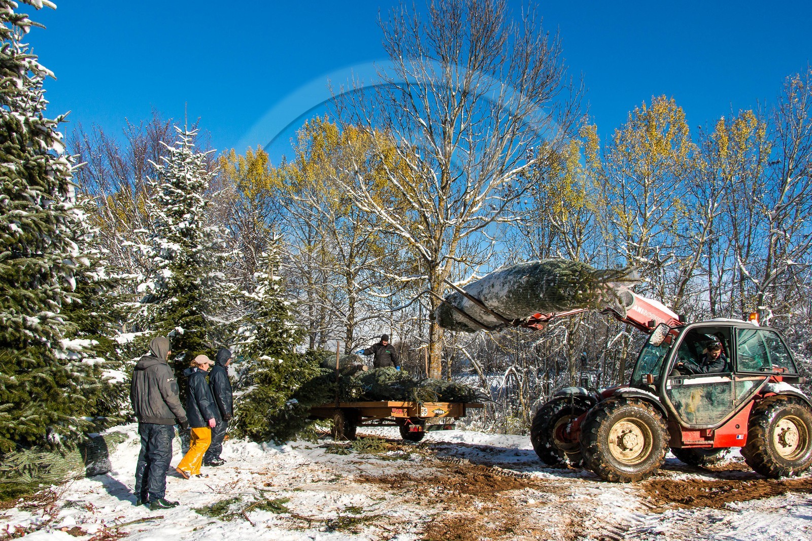 Pépinière Robin, producteur de sapin de Noël