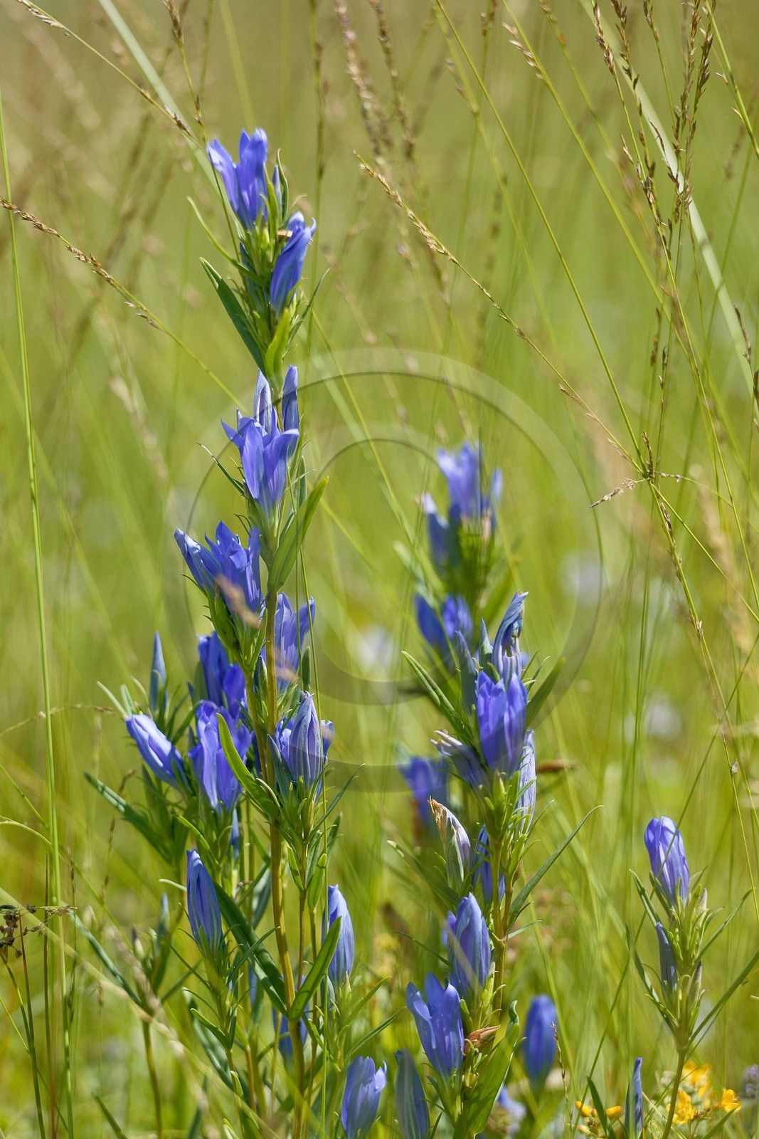 Gentiane des marais, Gentiana pneumonanthe