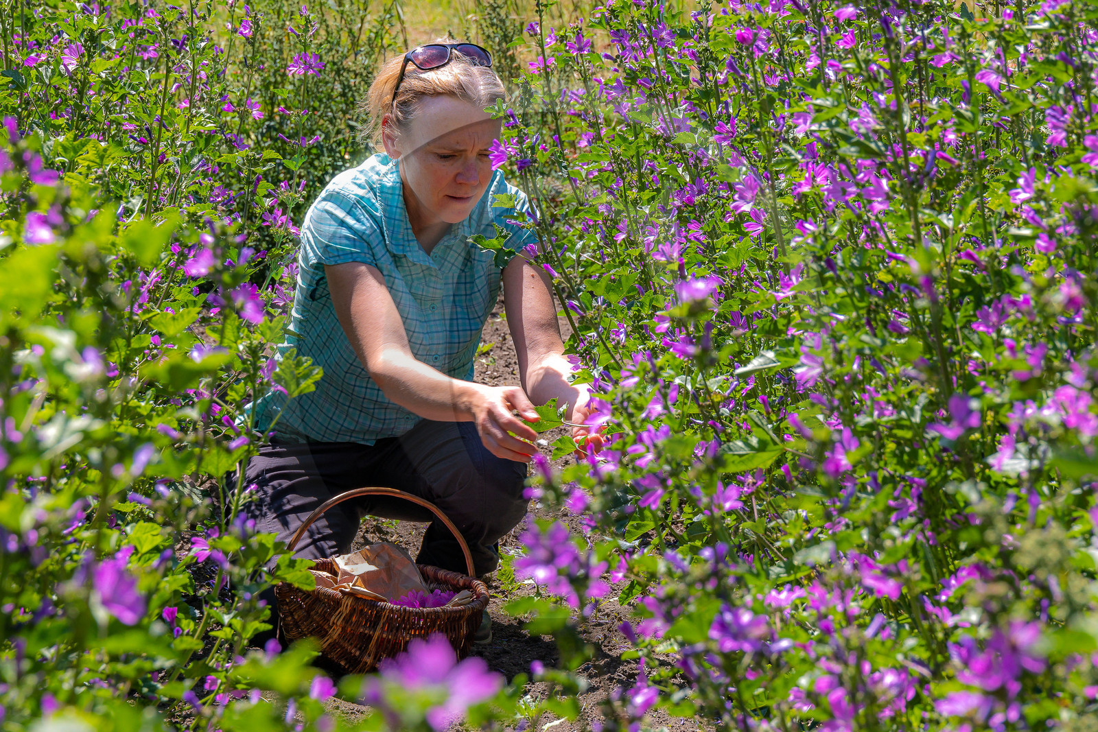 Les cueillettes du Lauzet