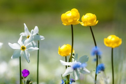 Trolle d'Europe, Trollius europaeus et Narcisse, Narcissus
