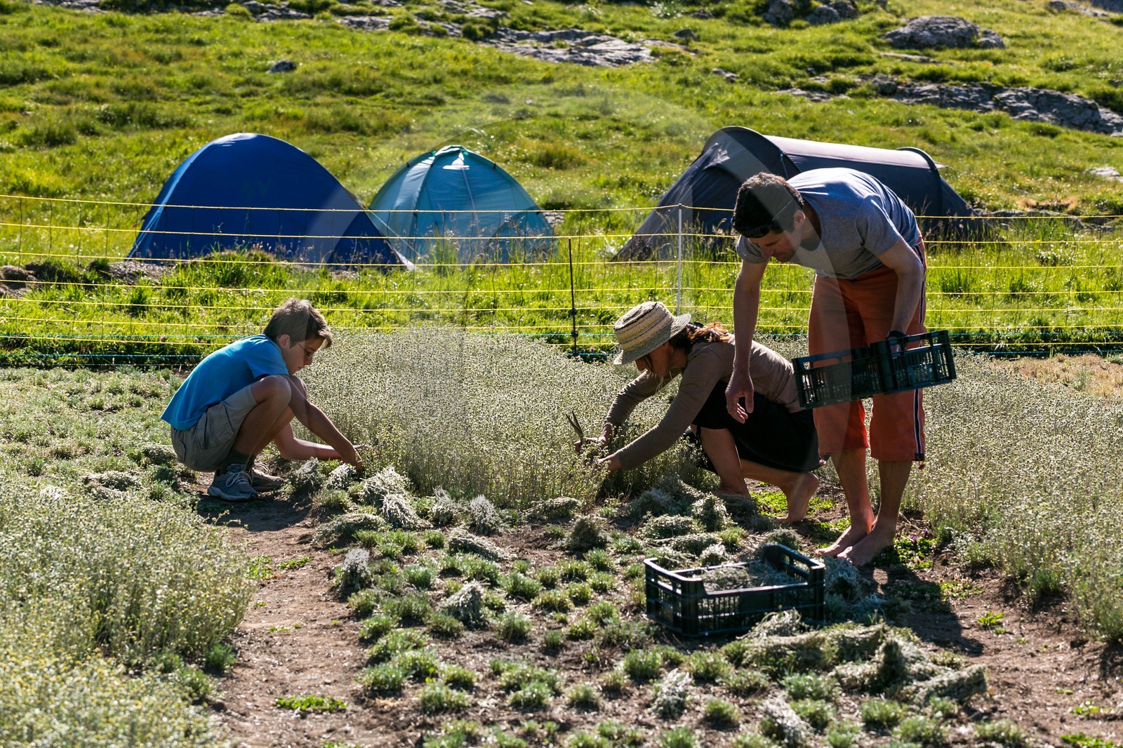 Orcières 1850, Bruno Gonnon agriculteur bio de génépi