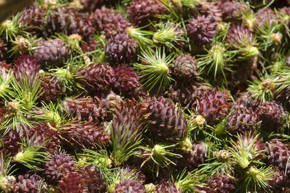 Cône femelle de mélèze (larix décidua)