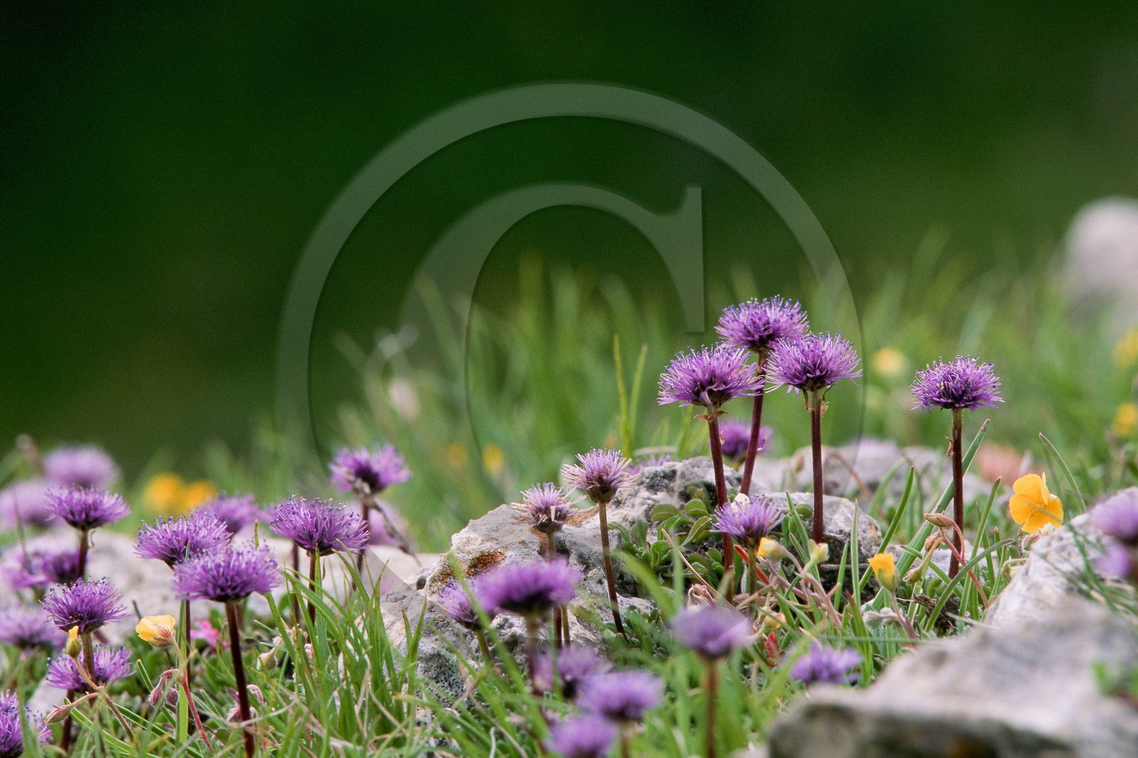 Globulaire à feuilles en cœur, Globularia cordifolia