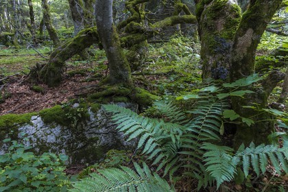 ENS de l'Isère, Plateau de la Molière et du Sornin
