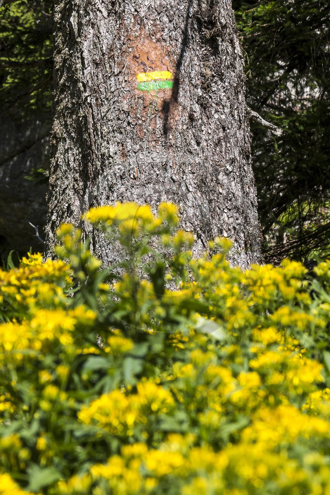 ENS de l'Isère, Plateau de la Molière et du Sornin
