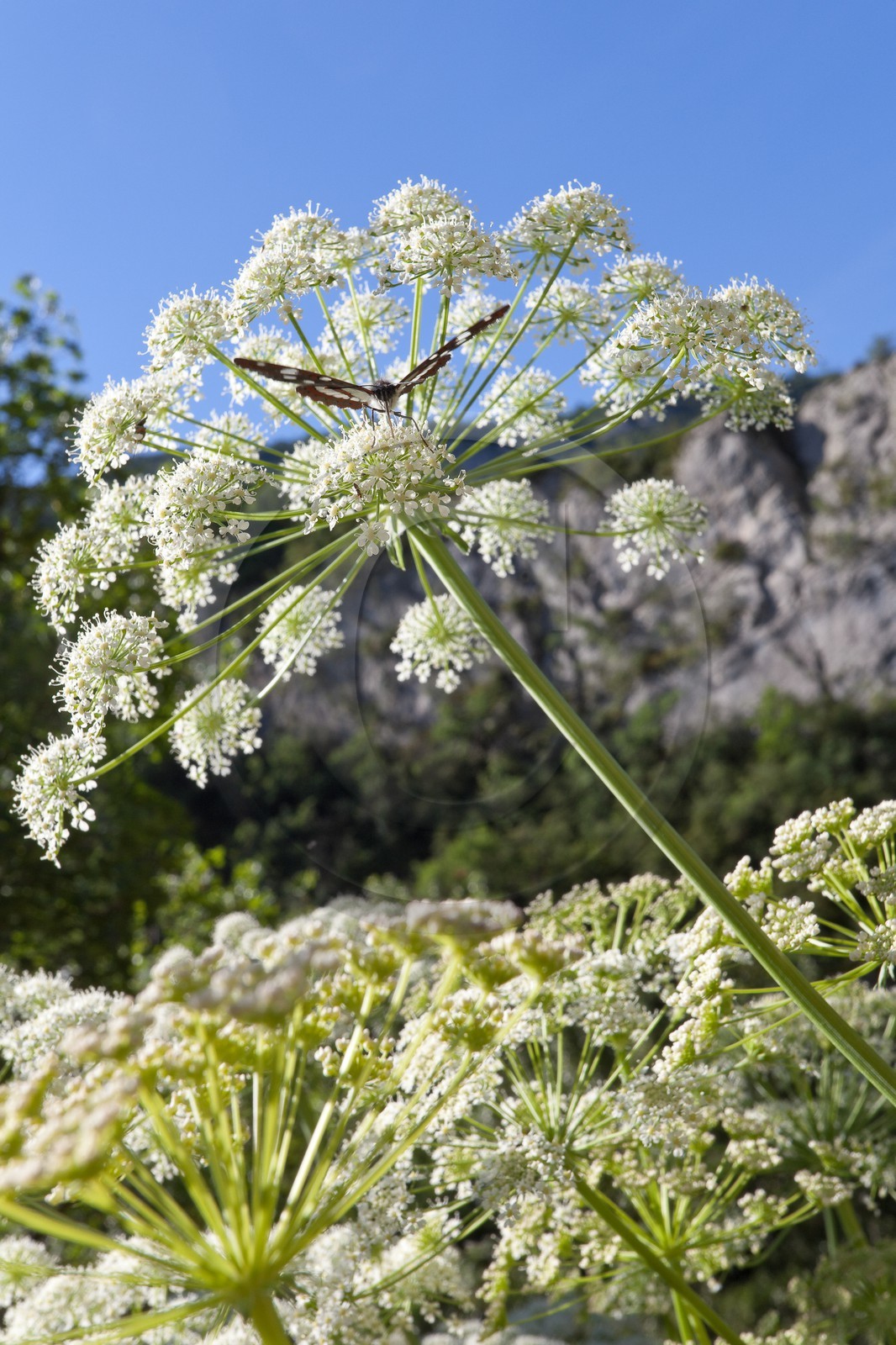 Laser siler, Laserpitium siler et le sylvain azuré  Limenitis reducta
