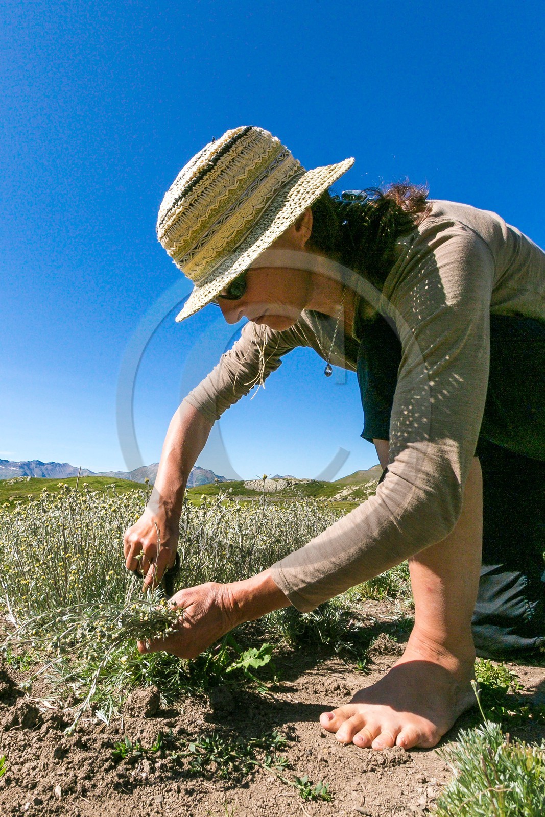 Orcières 1850, Bruno Gonnon agriculteur bio de génépi