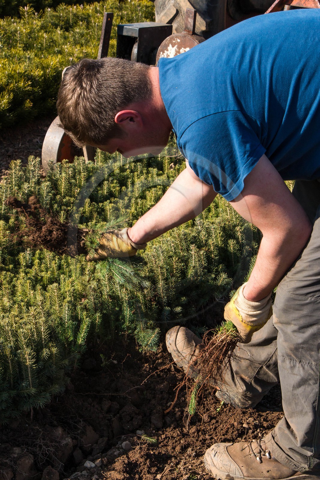 Pépinière Robin, producteur de sapin de Noël