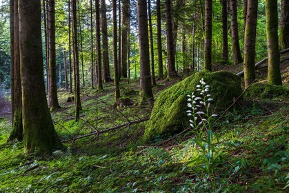 ENS de l'Isère, Marais des Seiglières