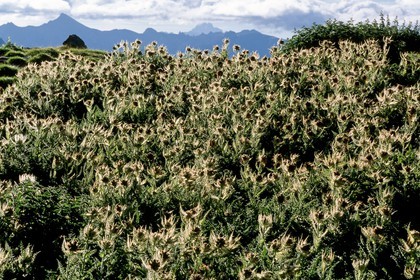 Cirse épineux, Cirsium spinosissimum