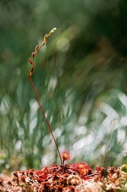 Droséra à feuilles rondes, Drosera rotundifolia