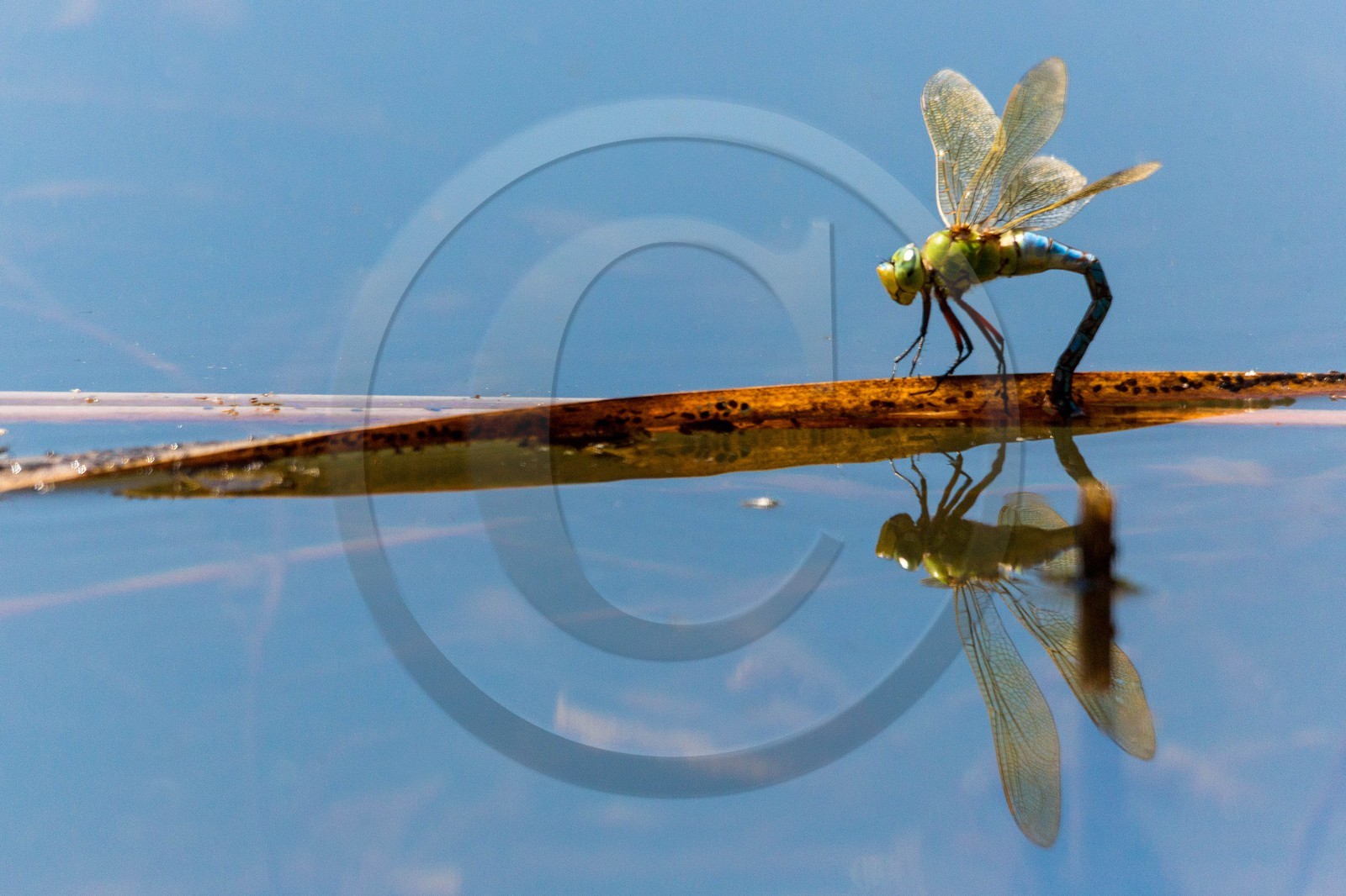 ENS de l'Isère, espace alluvial de la Rolande