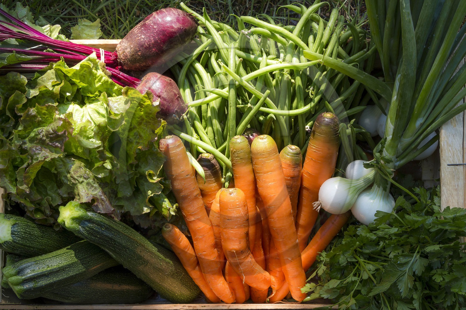 Vallée du Champsaur, Joubert Eric, maraîcher