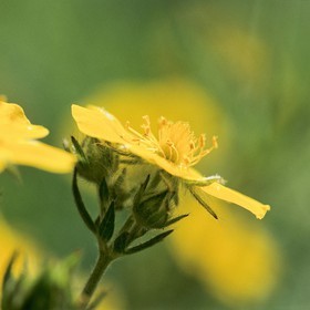 Potentille du Dauphiné, Potentilla delphinensis
