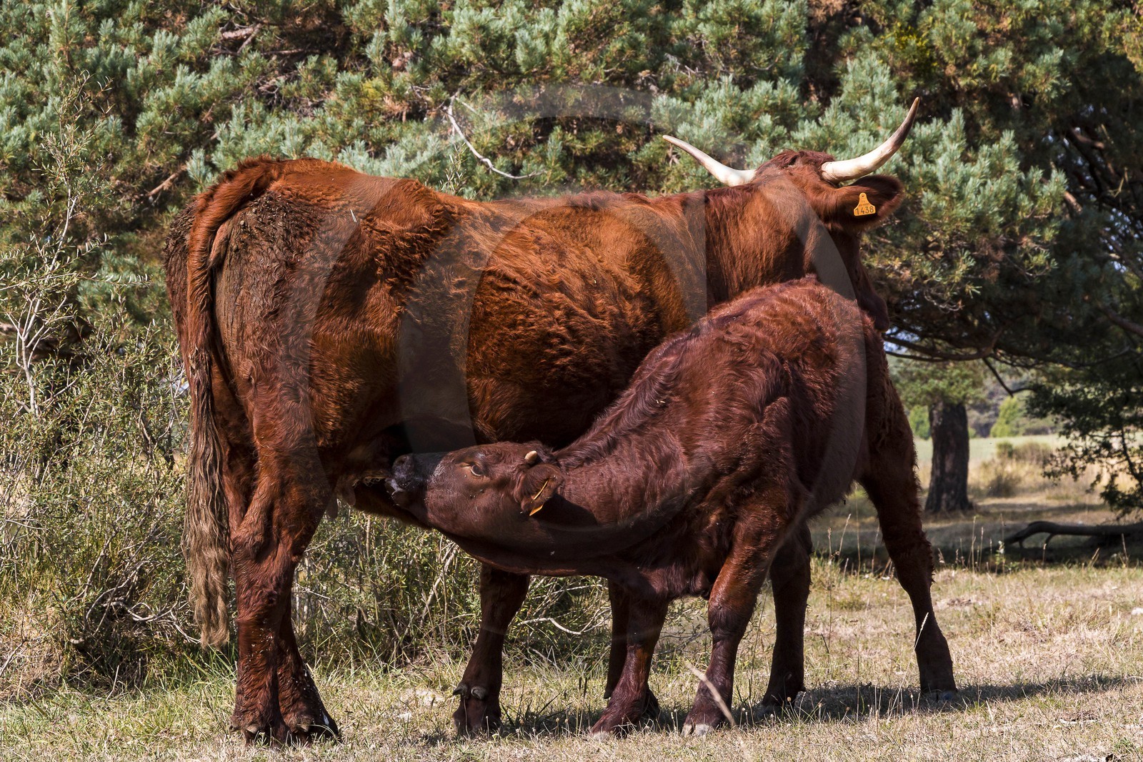 Valderoure, Stéphane et Valérie Maillard