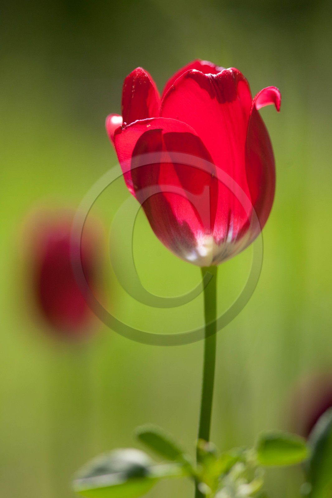Tulipe , Tulipa aximensis