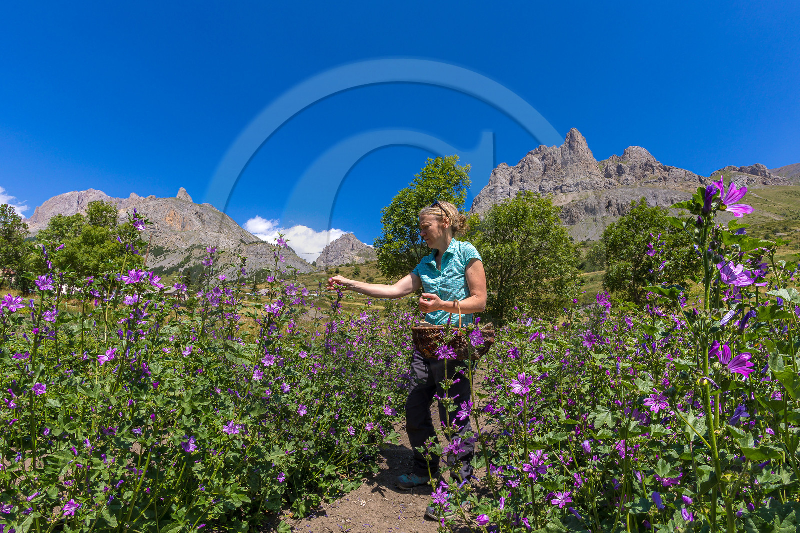 Les cueillettes du Lauzet