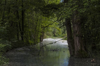 ENS de l'Isère, bois de la Bâtie