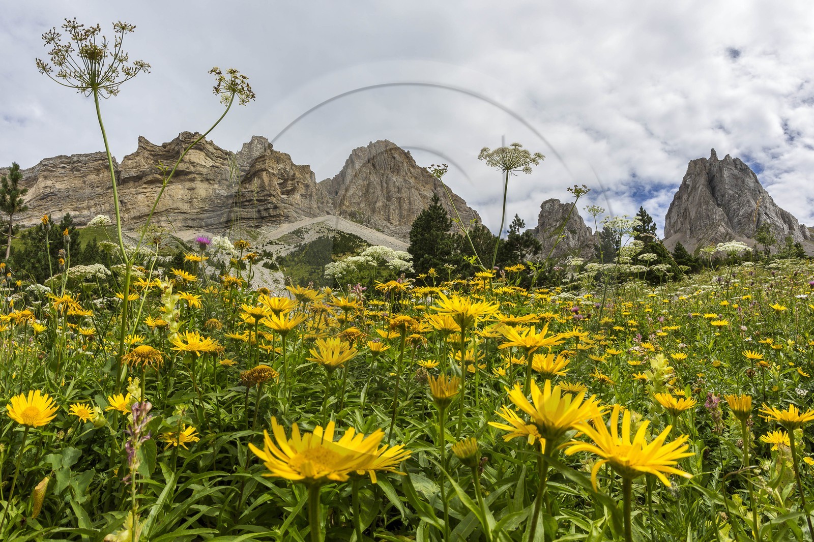 vallon de La Jarjatte, doronic à grandes fleurs (doronicum grandiflorum)