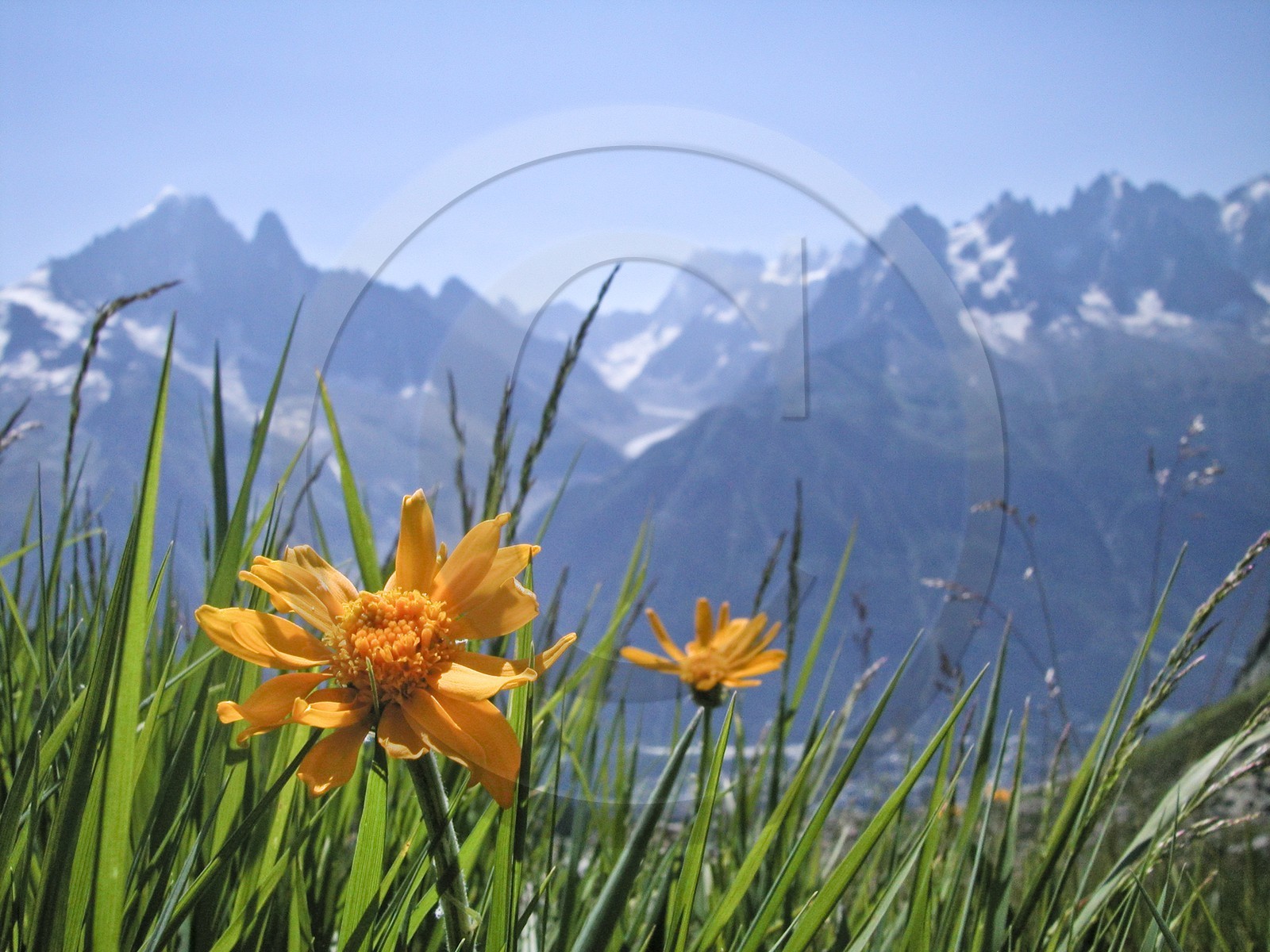 Arnica des montagnes, Arnica montana