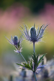 Chardon Bleu, Panicaut des Alpes, Eryngium alpinum