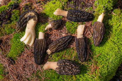 Morille noire, morchella elata