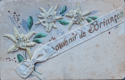 Carte postale ancienne edelweiss