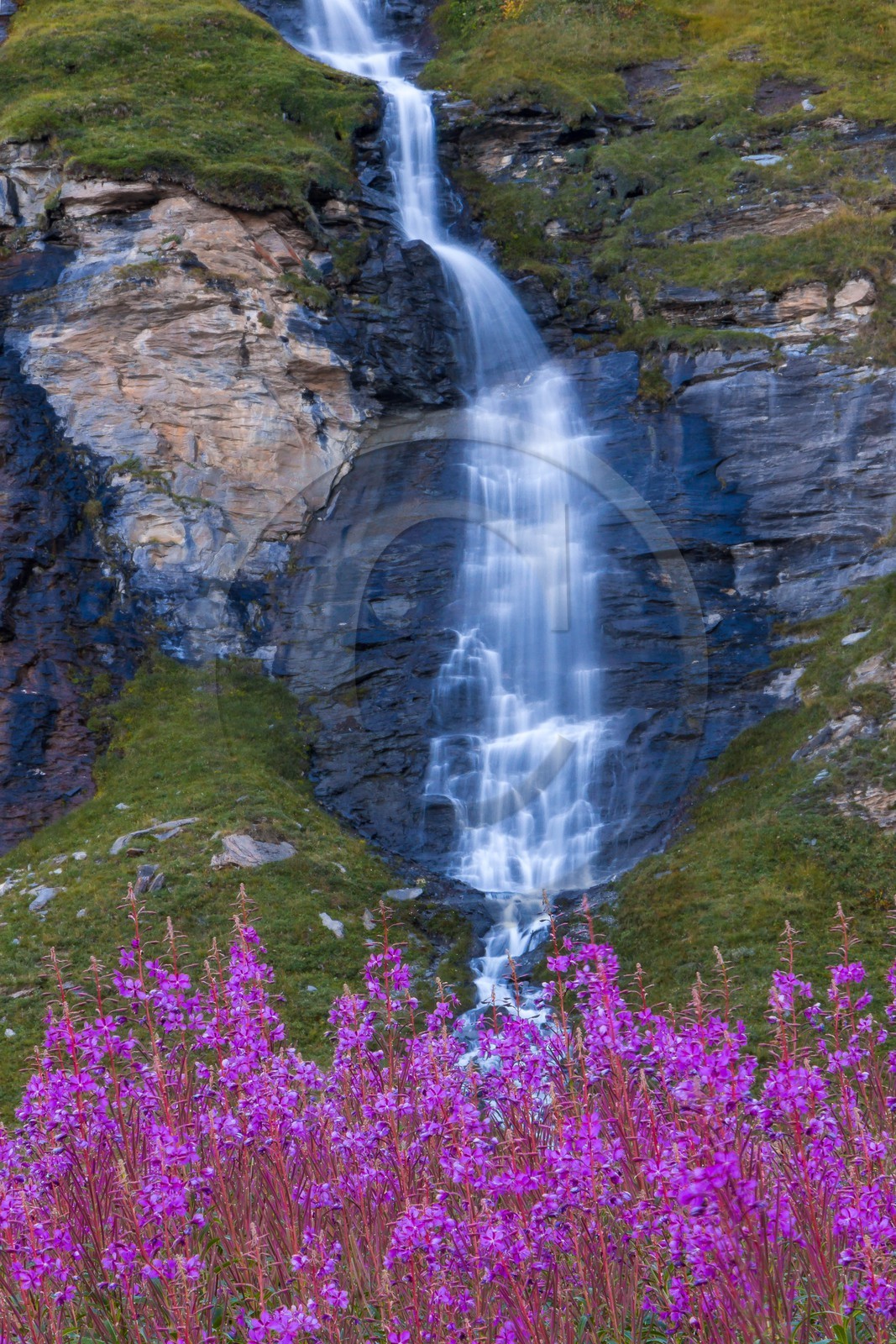 cascade du Vallon et épilobes en épis