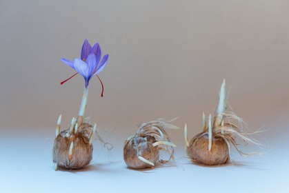 Bulbe de safran, crocus sativus