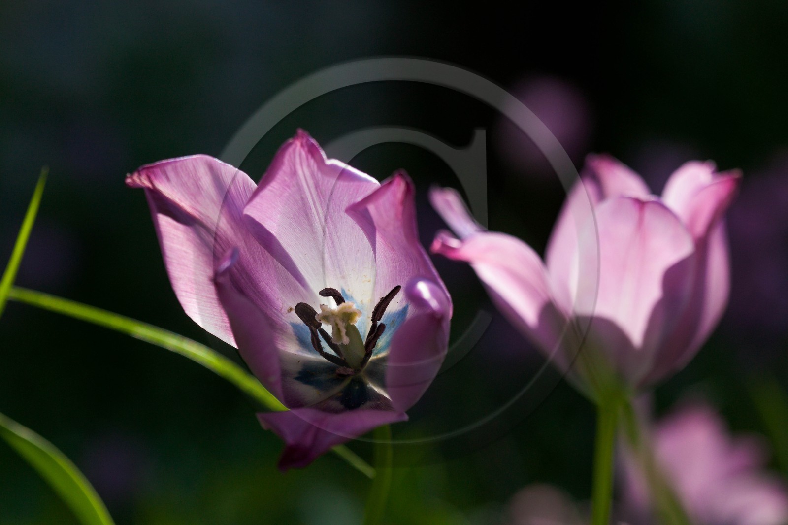 Tulipe de Guillestre, Tulipa platystigma