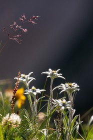 Edelweiss, Leontopodium alpinum