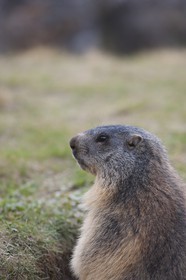 Marmotte des Alpes ( Marmota marmota )