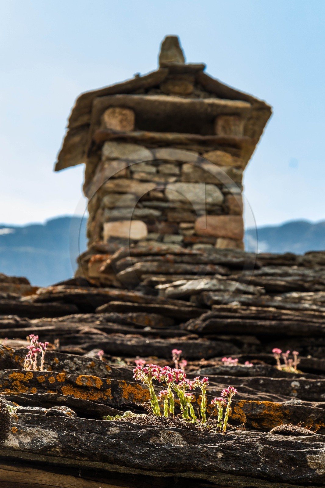 Bonneval-sur-Arc, jourbarbe des toits