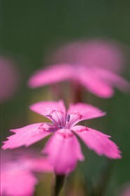 Oeillet deltoide, Dianthus deltoides