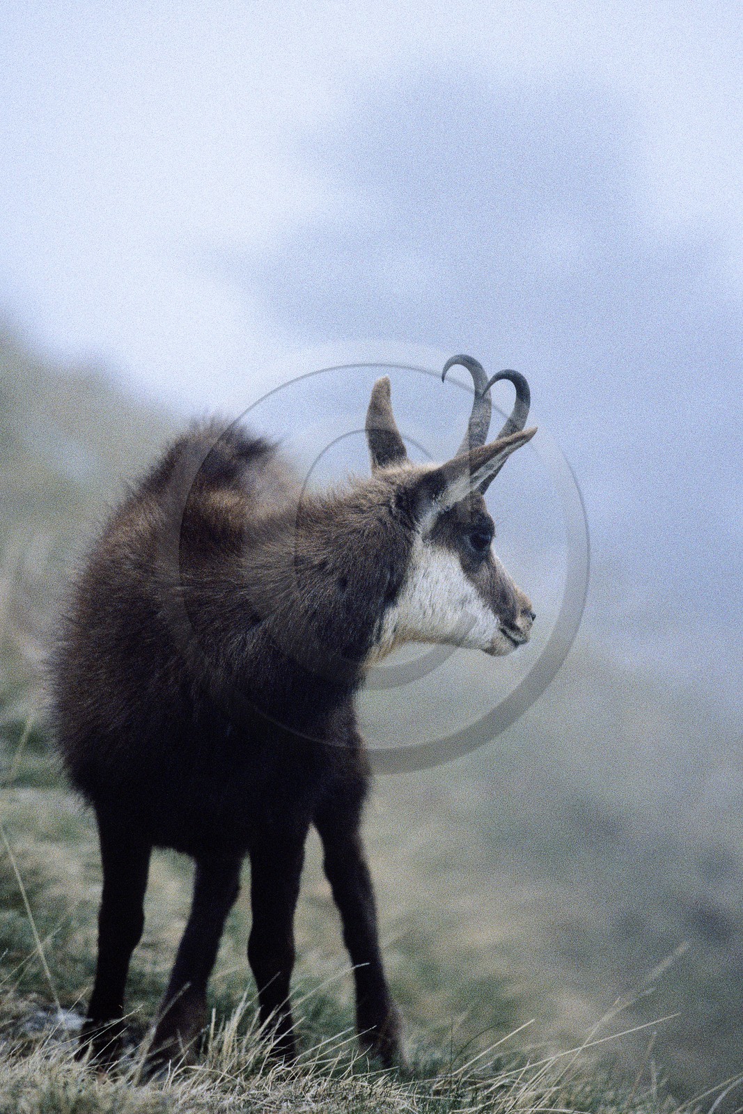 Chamois, Rupicapra rupicapra
