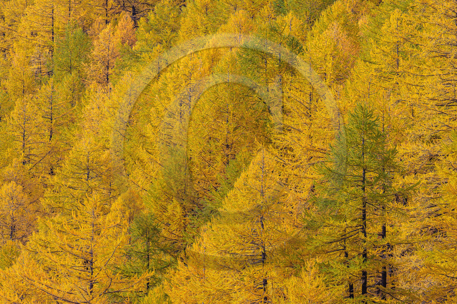 Mélèze d'Europe, Larix decidua