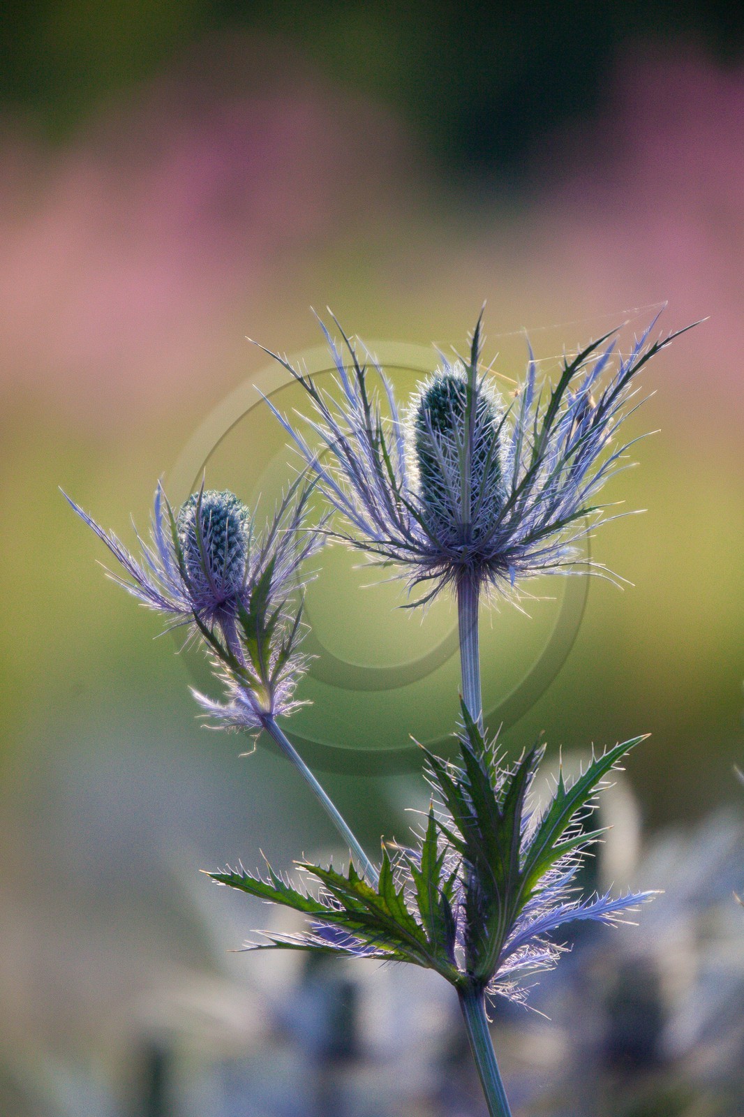 Chardon Bleu, Panicaut des Alpes, Eryngium alpinum