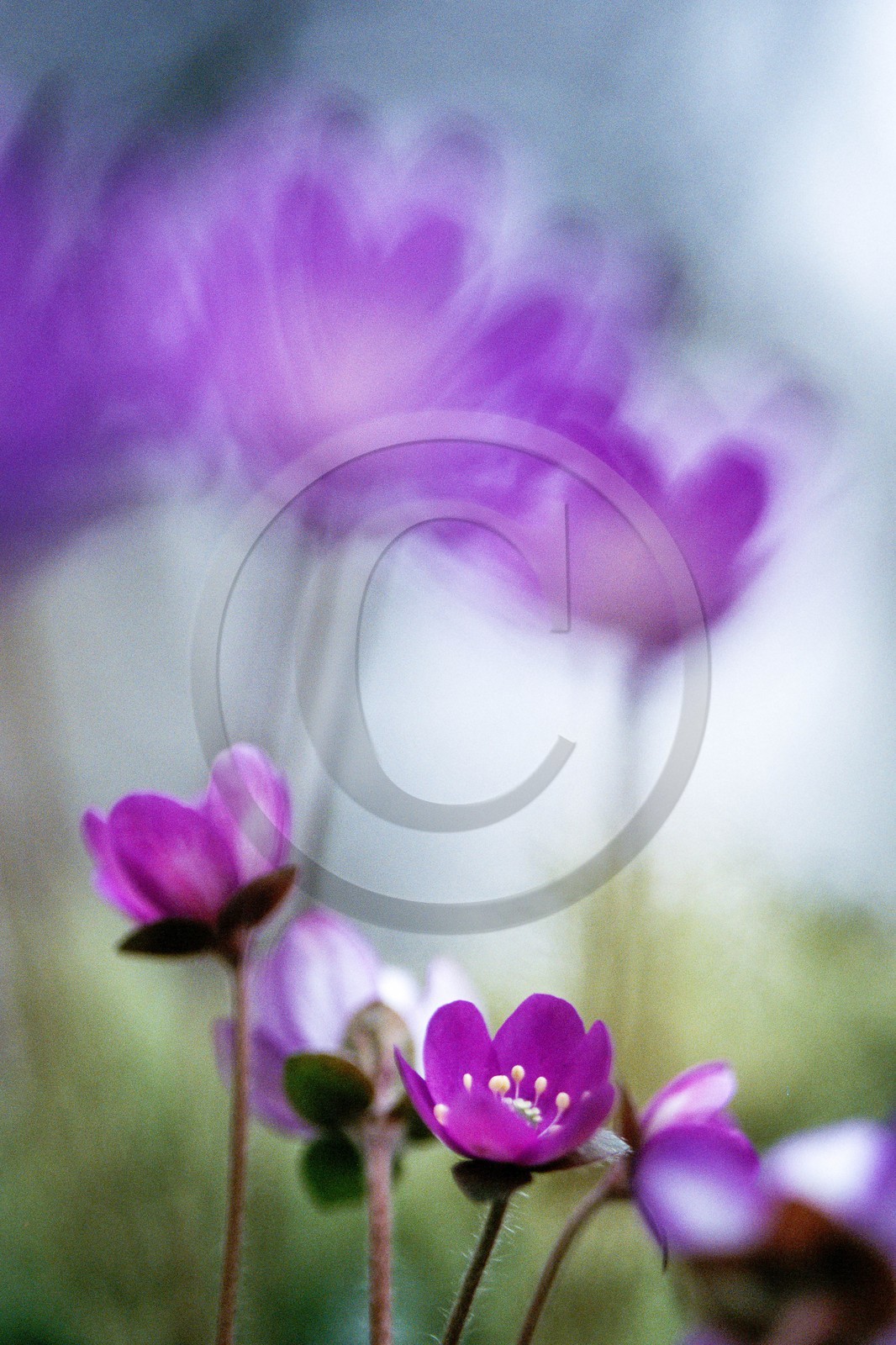 Hépatique noble, Hepatica nobilis