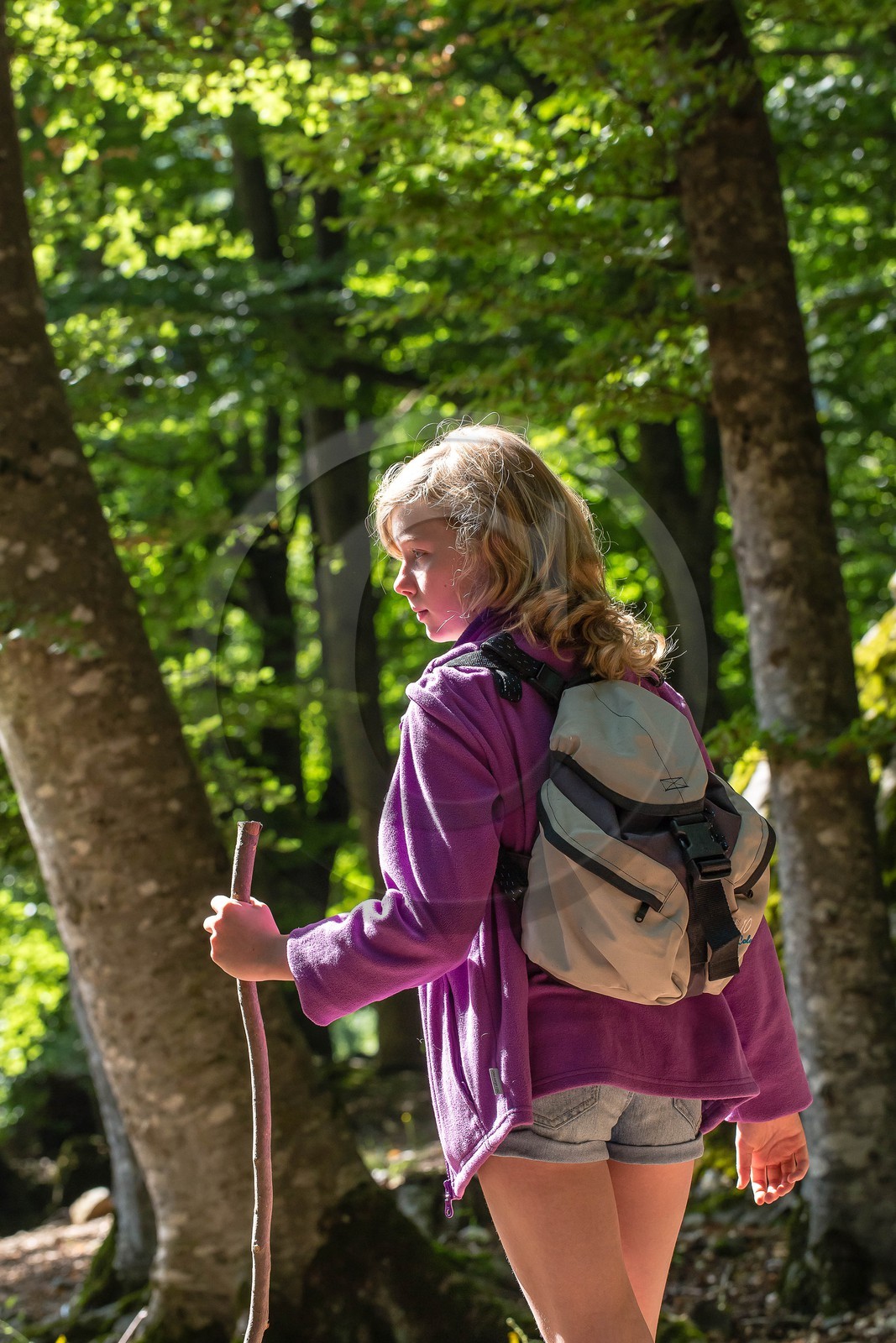 Alpes de Haute-Provence, hêtraie de Pontis
