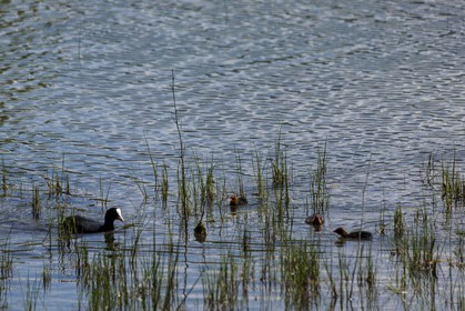 ENS de l'Isère, Boucle de la Taillat, Gallinule poule d'eau (Gallinula chloropus)
