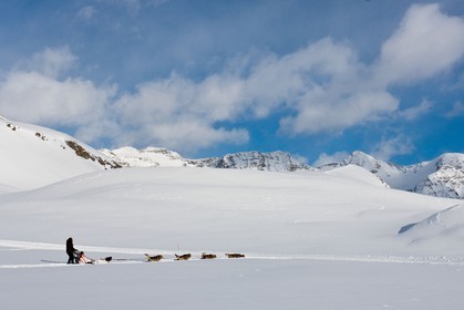 Chiens d'attelage