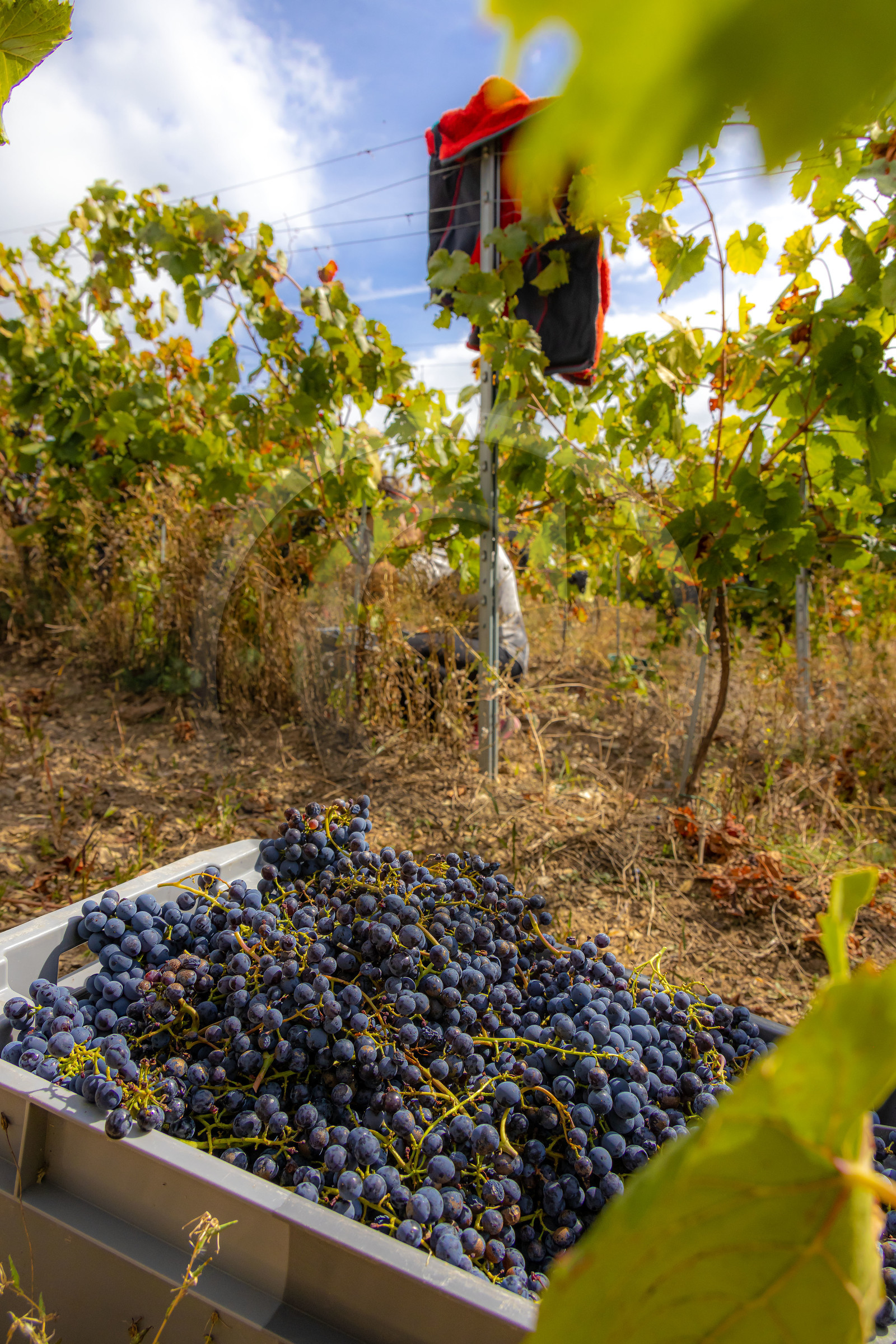 Domaine du Mont Guillaume